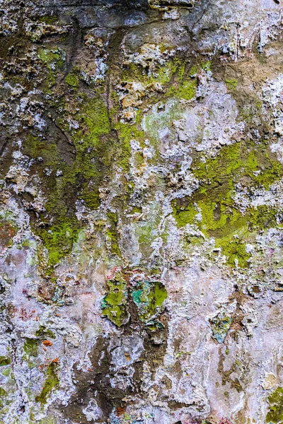 Verde grunge molhado obsoleto parede plana textura e fundo — Fotografia de Stock