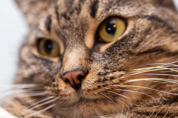 close-up picture of ginger cat nose with selective focus, shallow depth of field and background blur accent