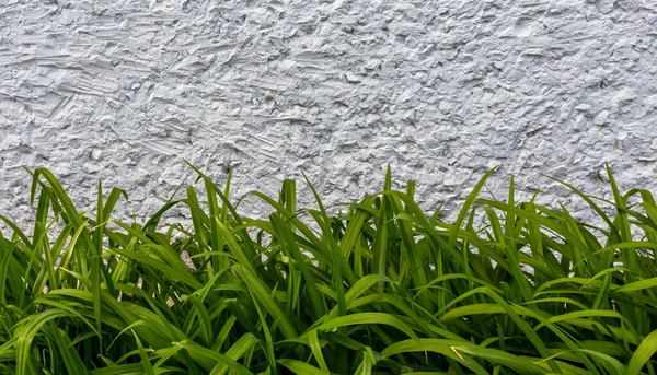 Abstrakt bakgrund av dag lilly gröna blad och vit betong — Stockfoto