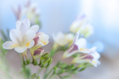 Açık renkli Canlı çiçekler