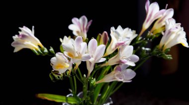 Bahar çiçekleri güneşin siyah arka plan üzerine