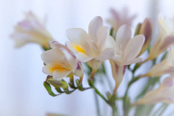 Branch with white flowers Stock Image