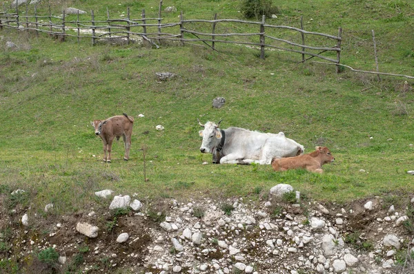 두 송아지와 초원에서 휴식 하는 칼라와 흰 암소 — 스톡 사진