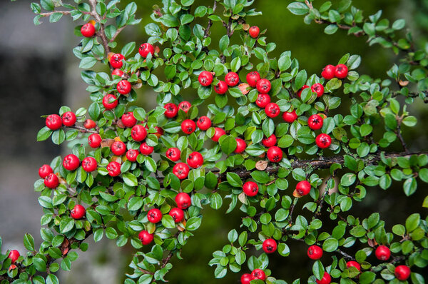 bush branch with green leaves and small red berries