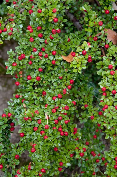 Branche de buisson avec feuilles vertes et petites baies rouges — Photo