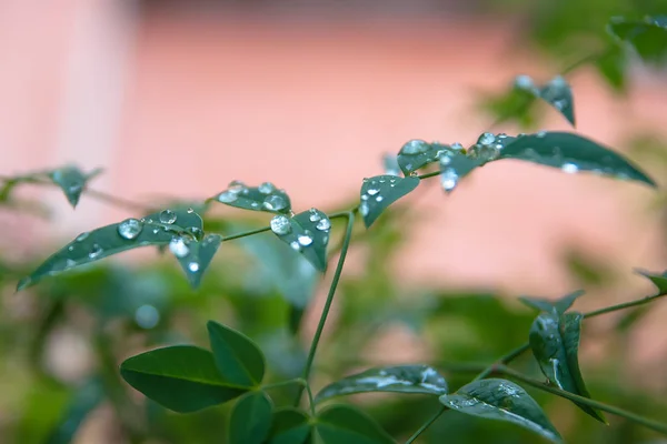 Rain drops on a branch with green leaves — Stock Photo, Image