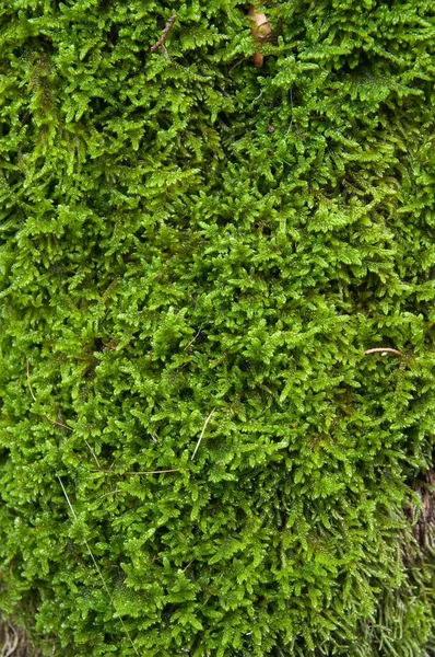花园或树林中新鲜的绿色苔藓 — 图库照片