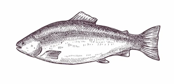 Vector Illustration Fish Salmon Organic Products Restaurants Shops — Stock Vector