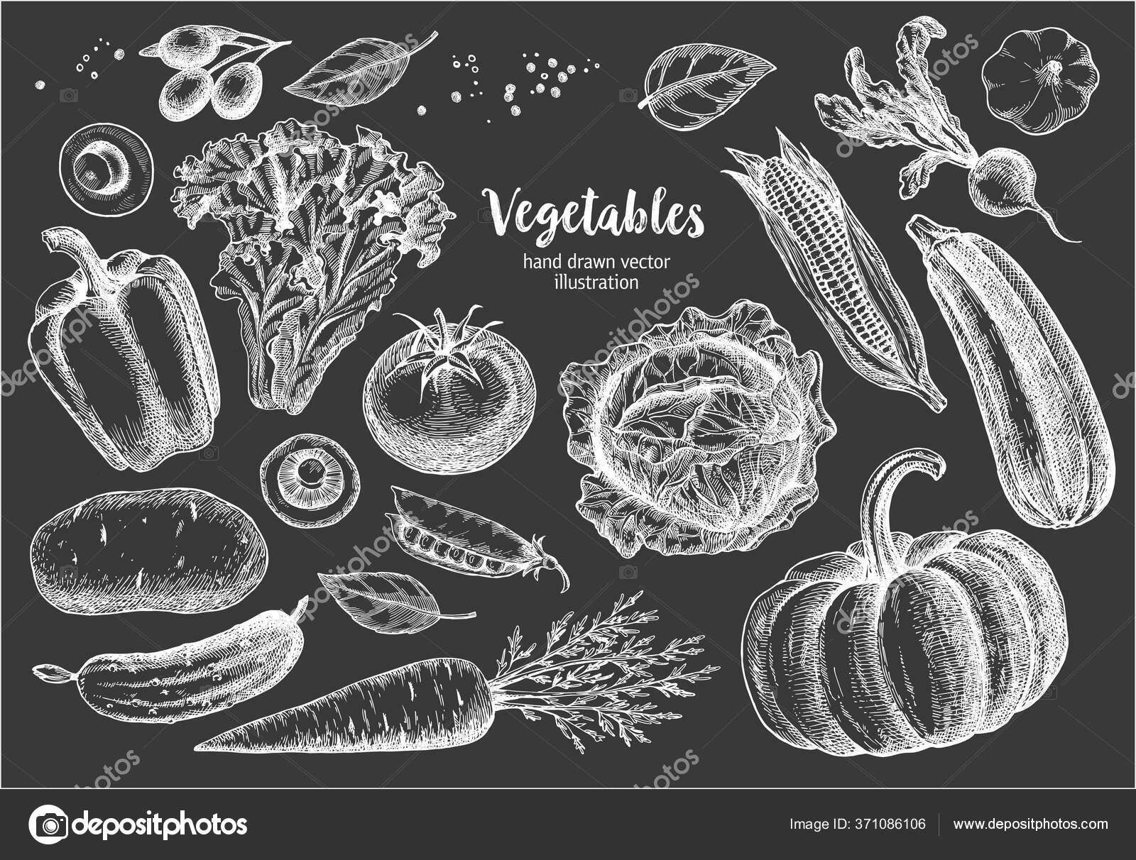 Image vectorielle Set Légumes Illustration Gravure Vintage Dessinée Main  Vectorielle Pour Affiche par ©nata_danilenko - 371086106, image size:1600x1212
