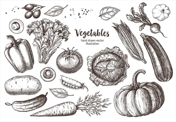 Definir Legumes Vector Mão Desenhada Vintage Gravura Ilustração Para Cartaz —  Vetores de Stock