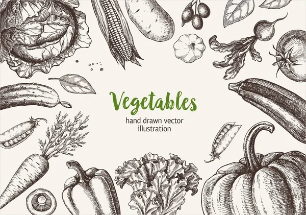 Vector Set Vintage Vegetables Illustrations — Stock Vector