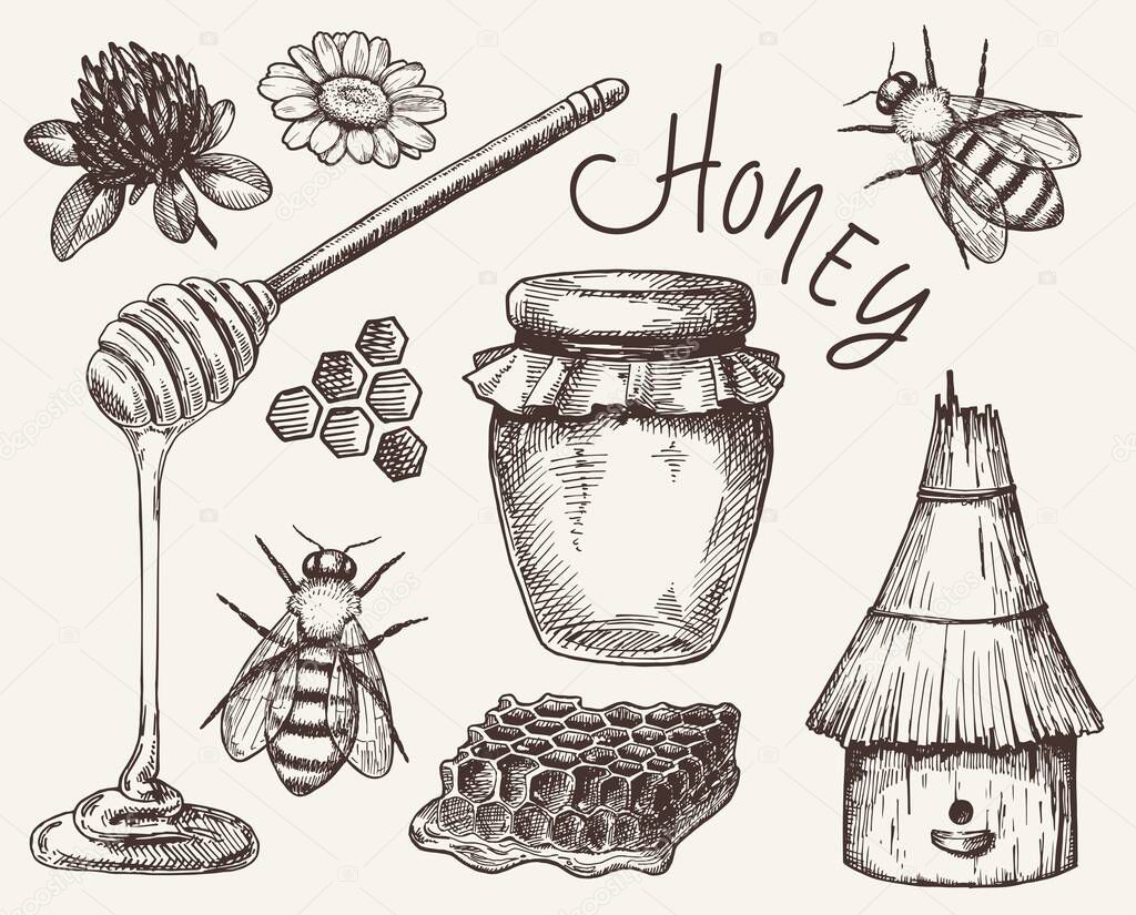vector honey elements set. hand drawn honey jar, spoon, stick, cells, camomile. ink sketch of organic nature products