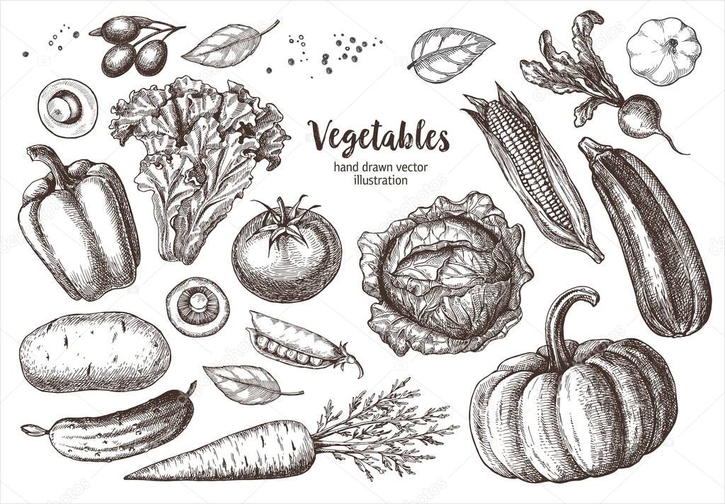 Set vegetables. Vector hand drawn vintage engraving illustration for poster, label and menu.