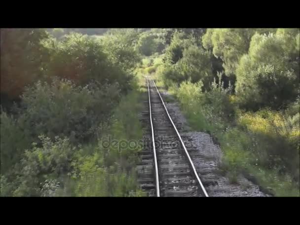 Ferrovia através da floresta — Vídeo de Stock