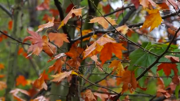 Folhas marrons, outono, na chuva — Vídeo de Stock