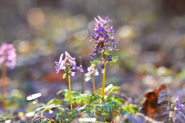 Ormandaki ilk bahar çiçekleri