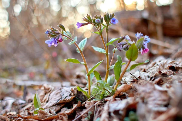 The first spring flowers in the forest