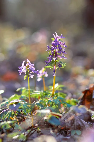 Las Primeras Flores Primavera Bosque — Foto de Stock