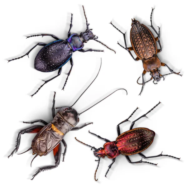 Set of insects — Stock Photo, Image