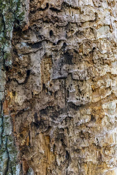 樹皮の質感 — ストック写真