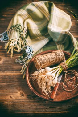 Grup genç yeşil sarımsak bırakır