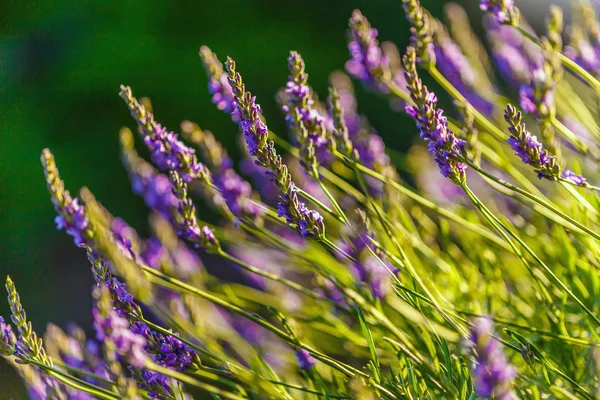 Blossoming lavender field — Stock Photo, Image