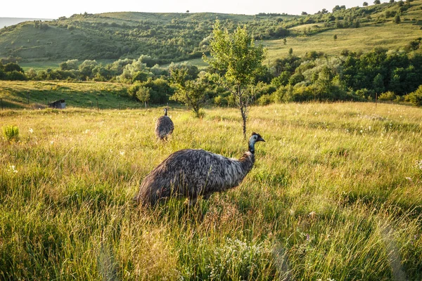 Wilde Emu genau beobachten — Stockfoto