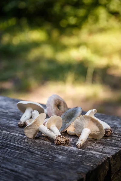 Champignons sur la table Images De Stock Libres De Droits