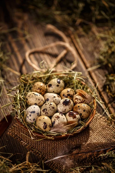 Œufs de caille dans le nid de foin — Photo