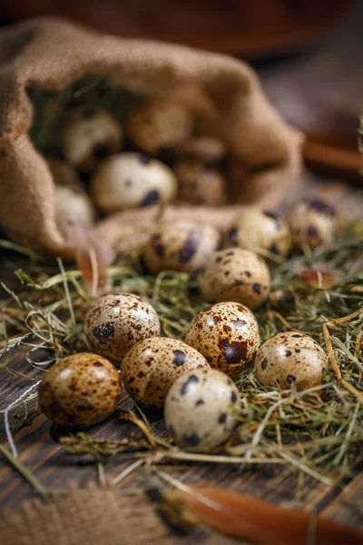 Ovos de codorniz com feno — Fotografia de Stock