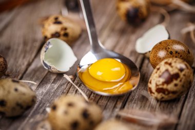 taze Bıldırcın yumurta