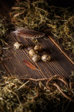 taze Bıldırcın yumurta