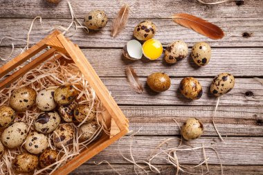 taze Bıldırcın yumurta