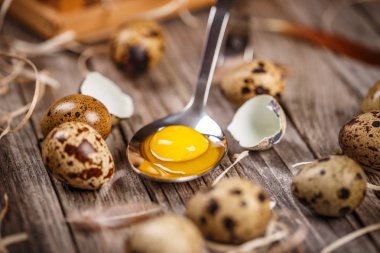 taze Bıldırcın yumurta