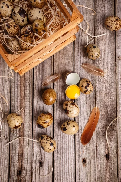 Fresh quail egg — Stock Photo, Image