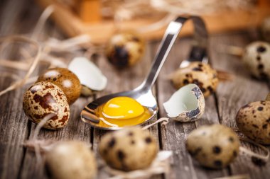 taze Bıldırcın yumurta