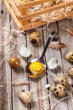 taze Bıldırcın yumurta