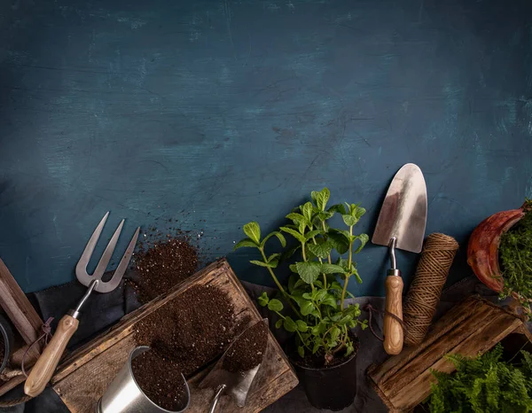 정원에 사용 할 도구가 있는 신선 한 녹색 약초 — 스톡 사진