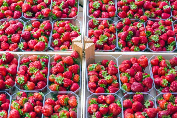 Fresas frescas en venta —  Fotos de Stock