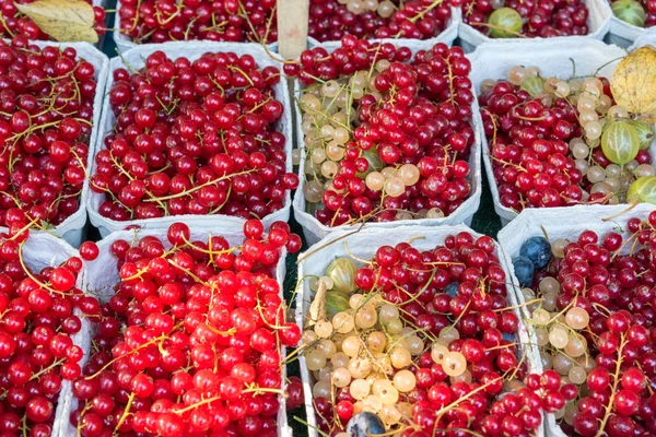 赤スグリの果実市場で販売のため — ストック写真