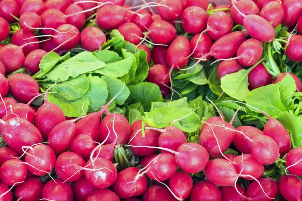 Radis frais à vendre — Photo