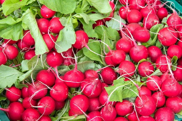 Uma Pilha Rabanete Vermelho Para Venda Mercado — Fotografia de Stock