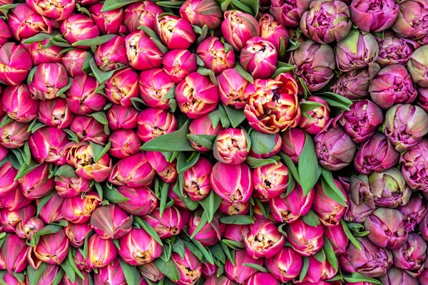 Bukiet Czerwonych Tulipanów Dla Sprzedaży Targu — Zdjęcie stockowe