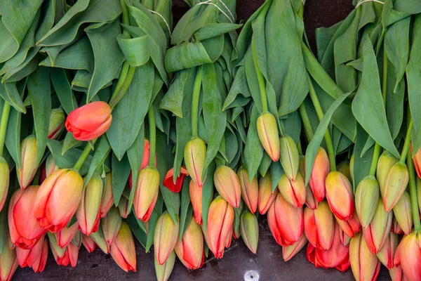 Orange Tulips Sale Market — Stock Photo, Image