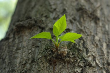 bahar genç yaprakları