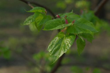 Bir tomurcukları ile bahar kireç yaprakları