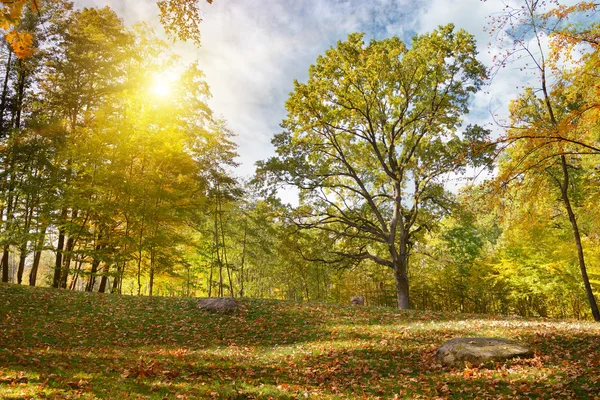 Zonsondergang in de herfst park — Stockfoto