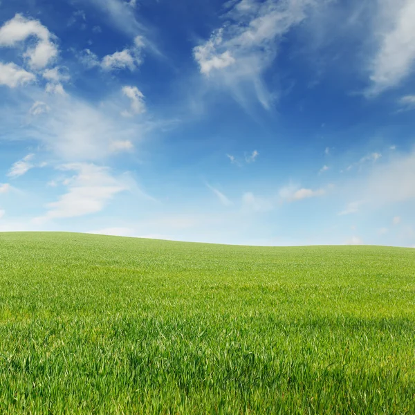 Spring meadow and blue sky — Stock Photo, Image