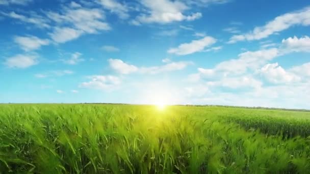 Wheat field at sunset. Strong wind. — Stock Video