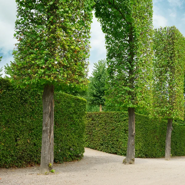 Decorative hedges in the par — Stock Photo, Image